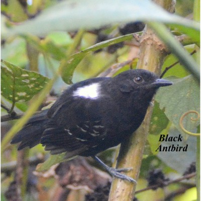 Black Antbird